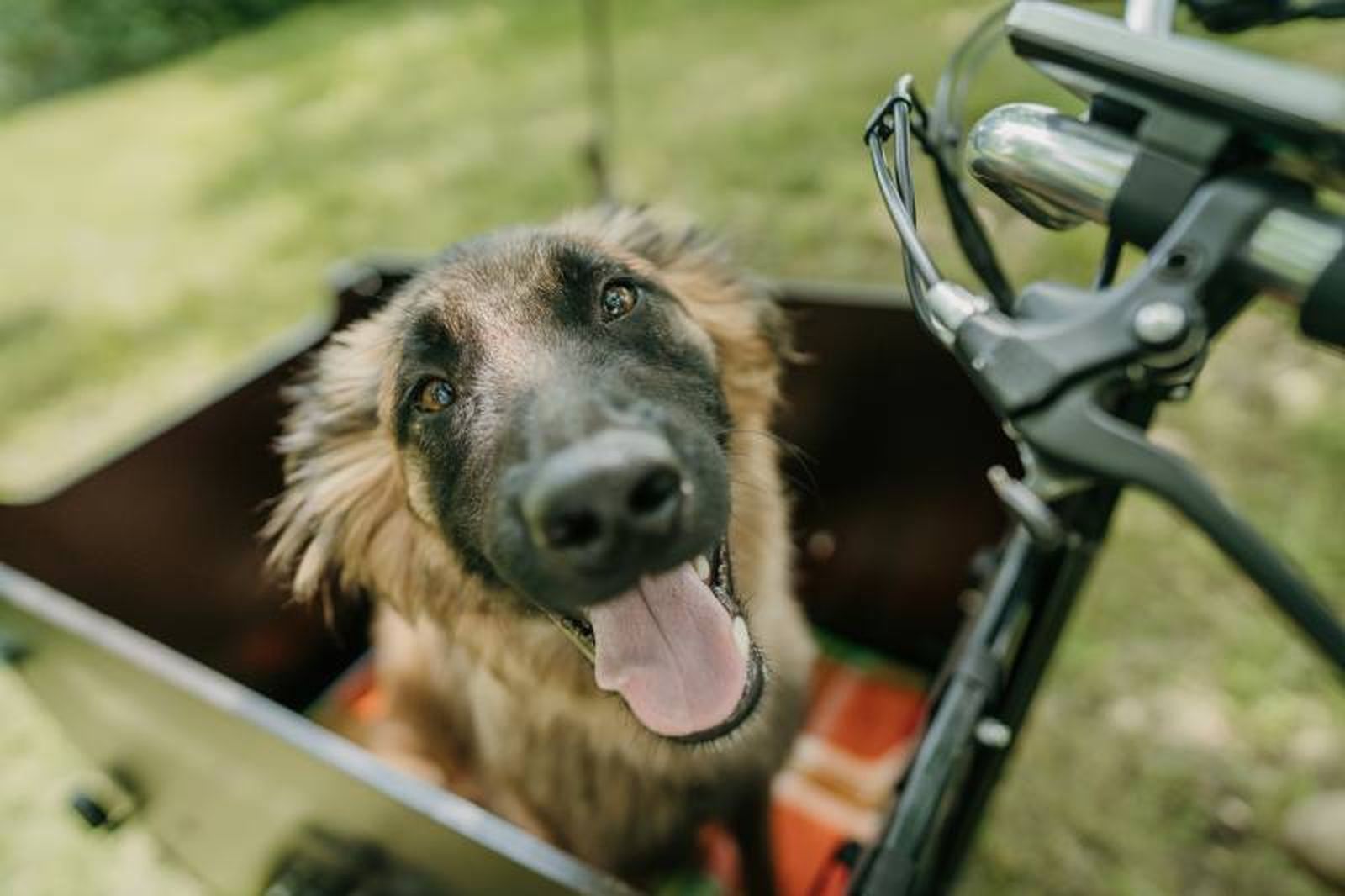 Siempre que vayas de paseo en bicicleta con tu perro debes llevar agua fresca para mantenerle hidratado.