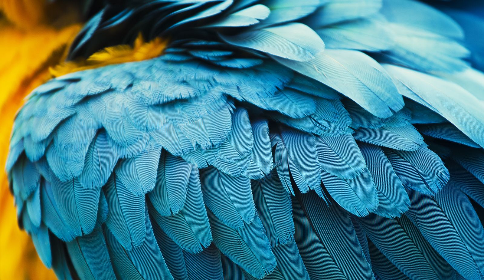 plumas guacamayo plumas guacamayo
