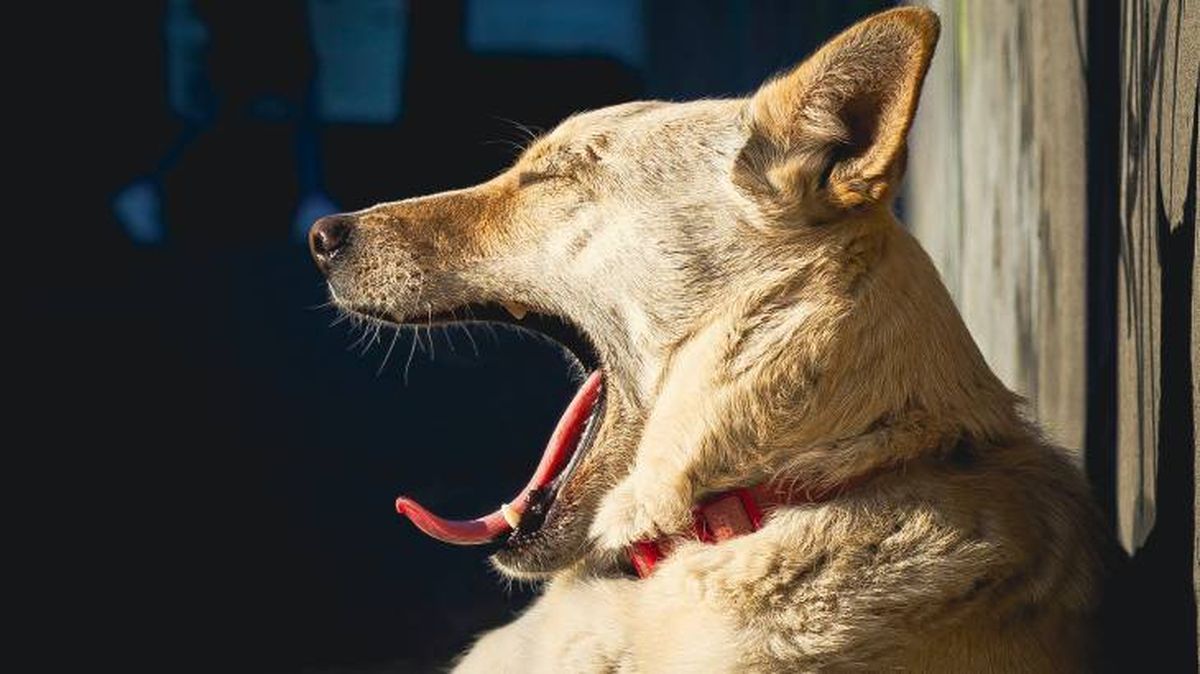 can de palleiro comportamiento