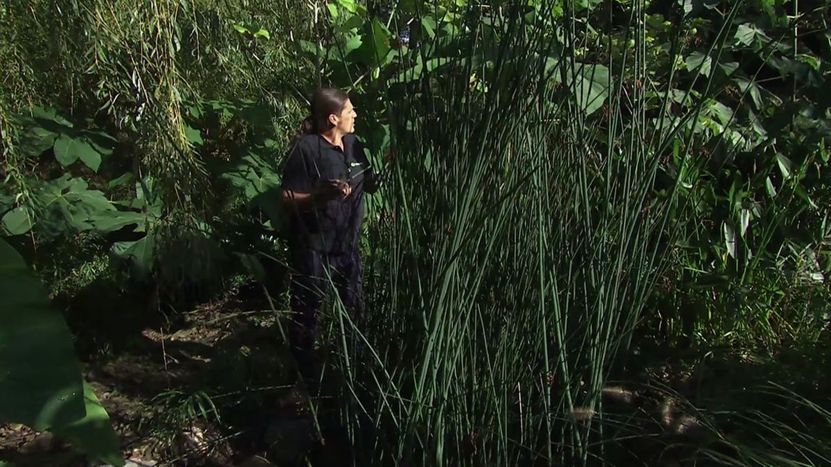 deco 751 jardin plantas junco