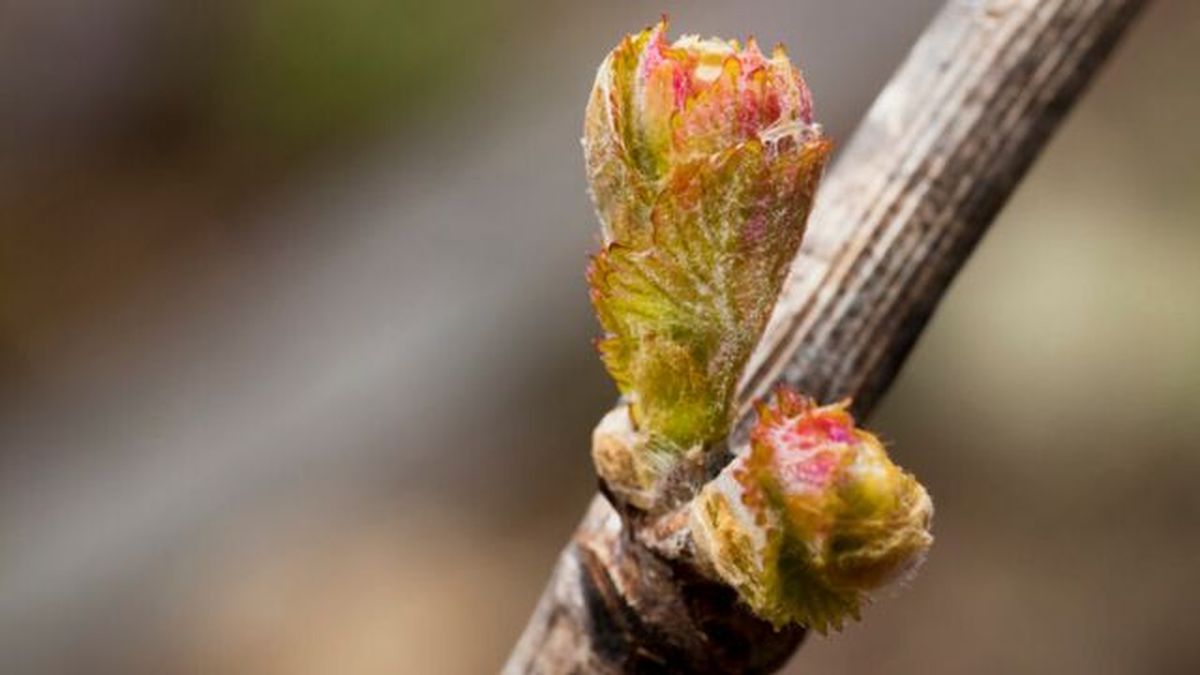 bud en una rama de vid