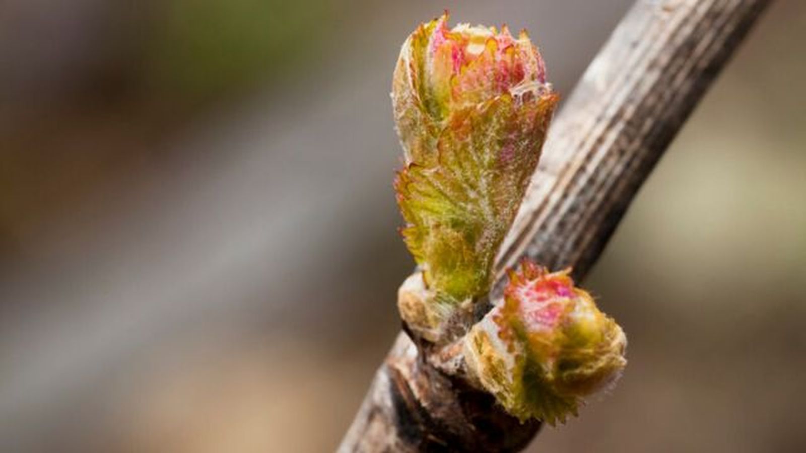 bud en una rama de vid