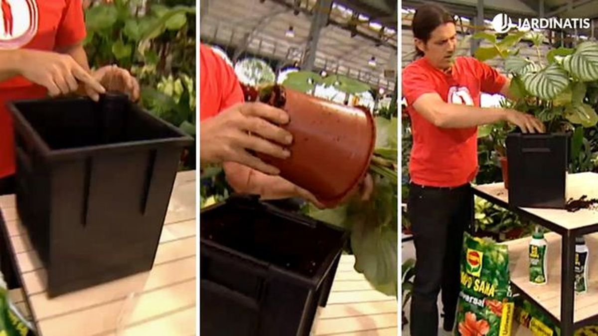 plantacion de calathea orbifolia en hidrojardinera deco 565