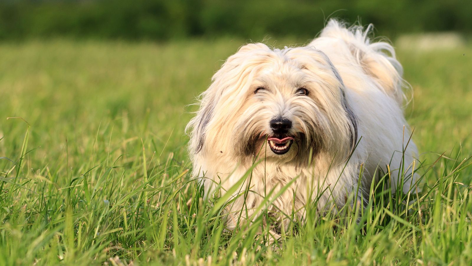 perros razas Africa Cotton de Tulear perros razas Africa Cotton de Tulear