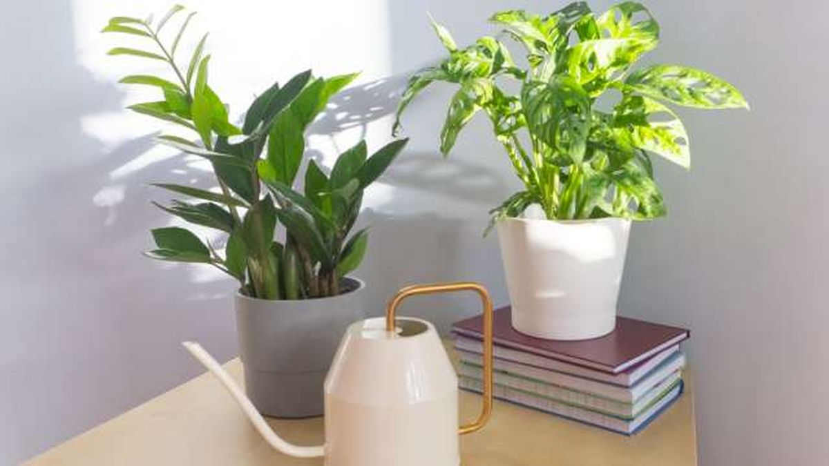 plantas de interior para otono