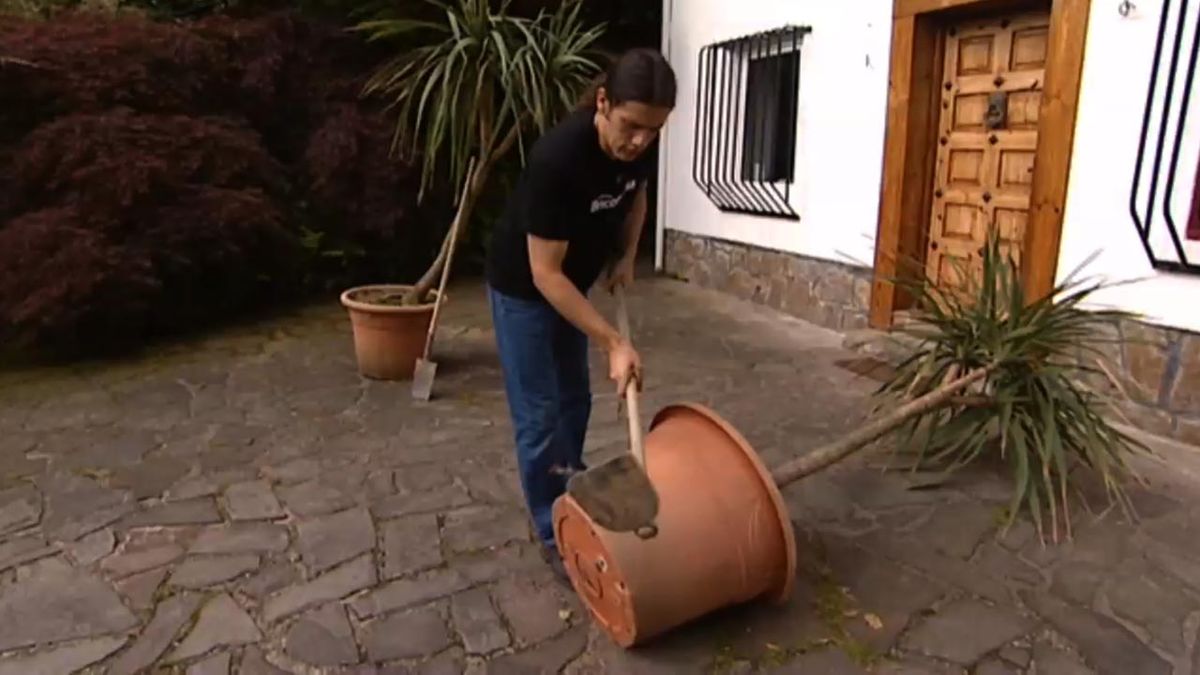 brico jardin 616 poda de raices de la dracena marginata contenedor