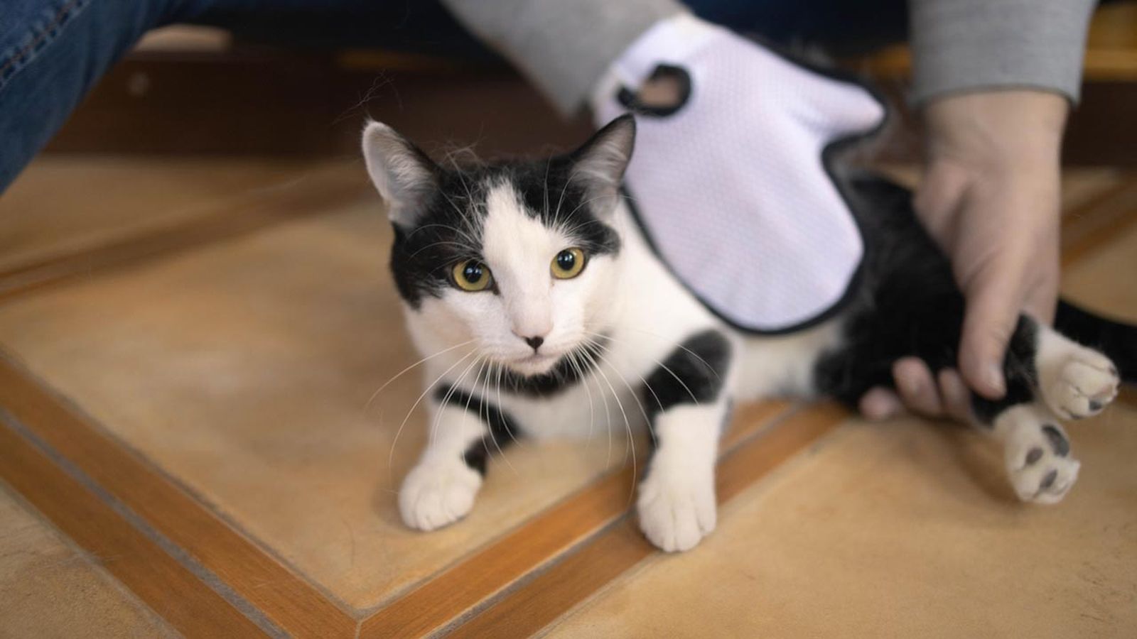peinar al gato