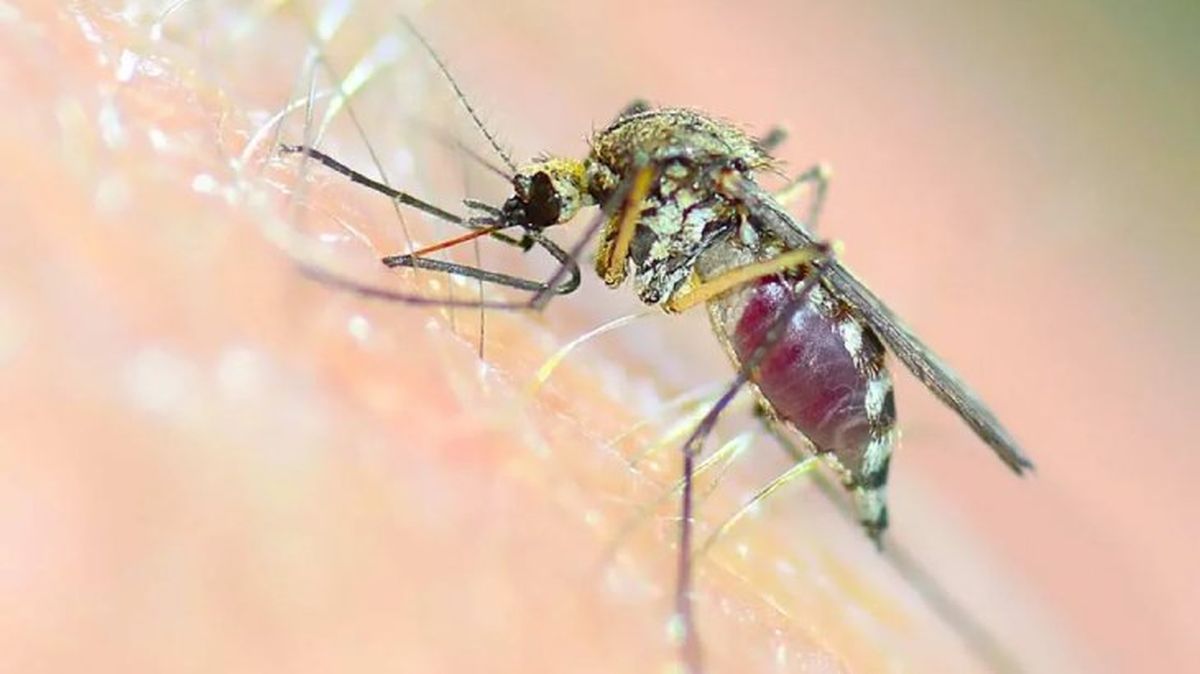 leishmaniosis canina 2