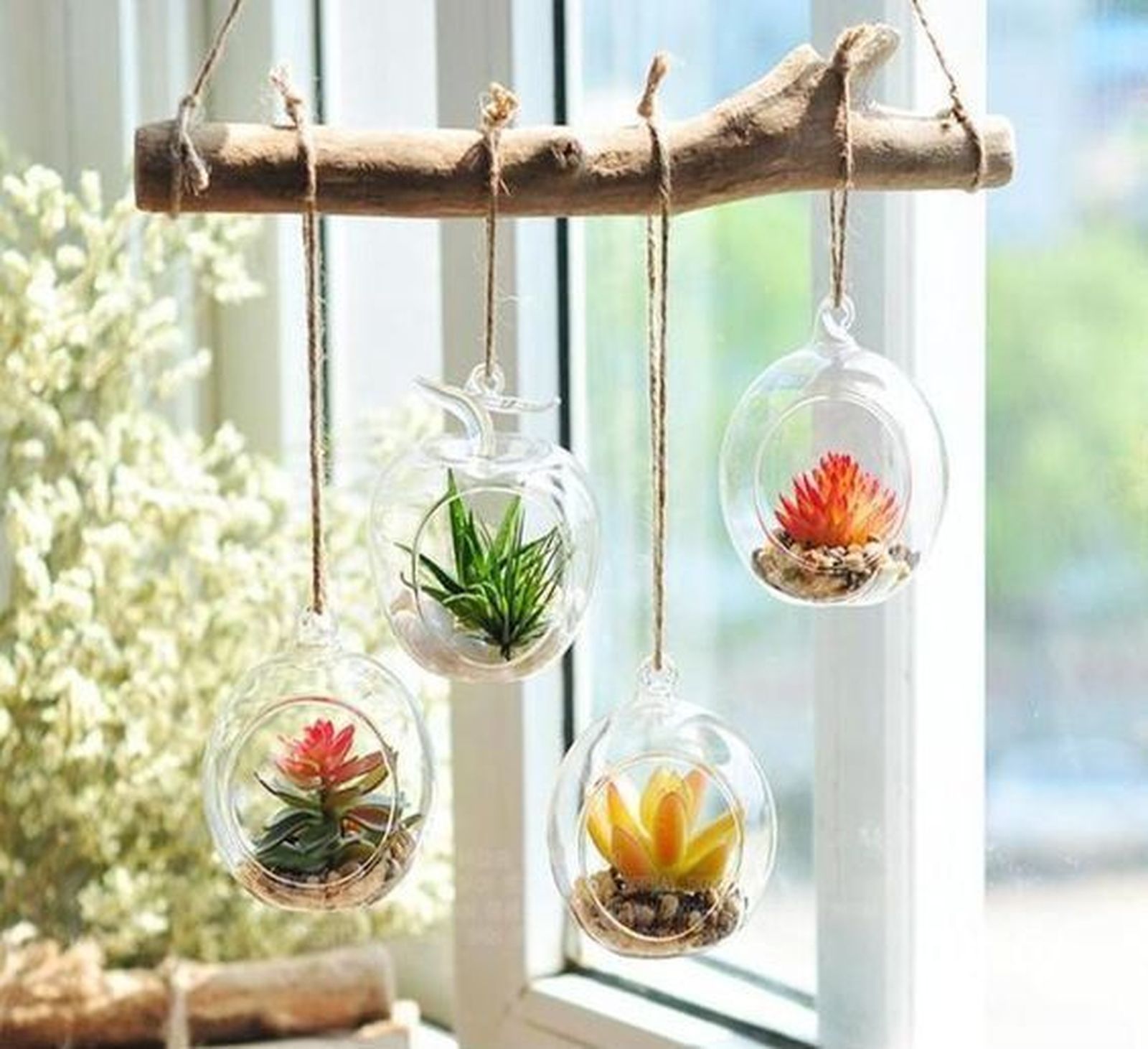 plantas aereas colgantes en peceras 2