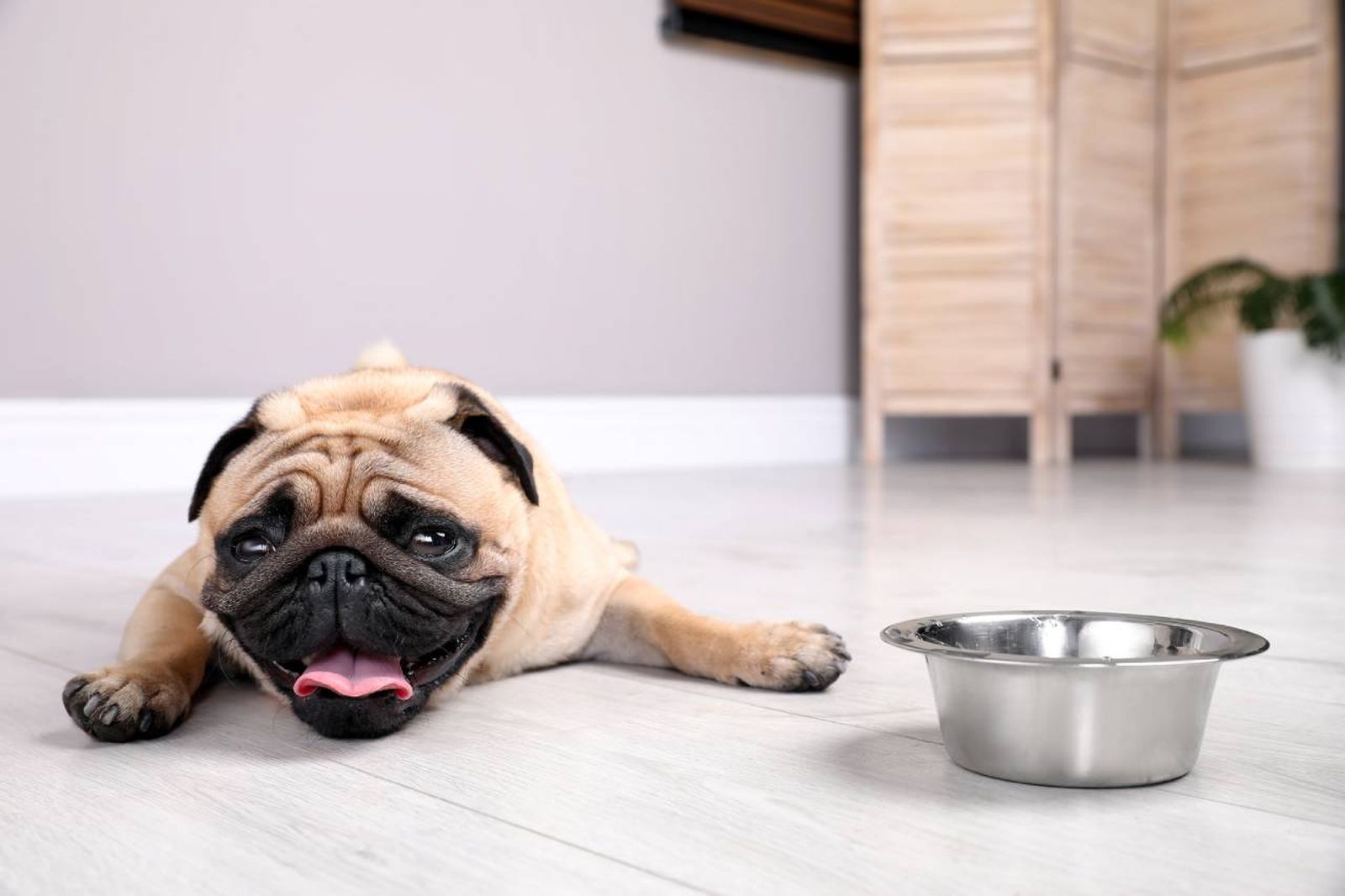 El golpe de calor en perros es un problema grave que debemos prevenir.