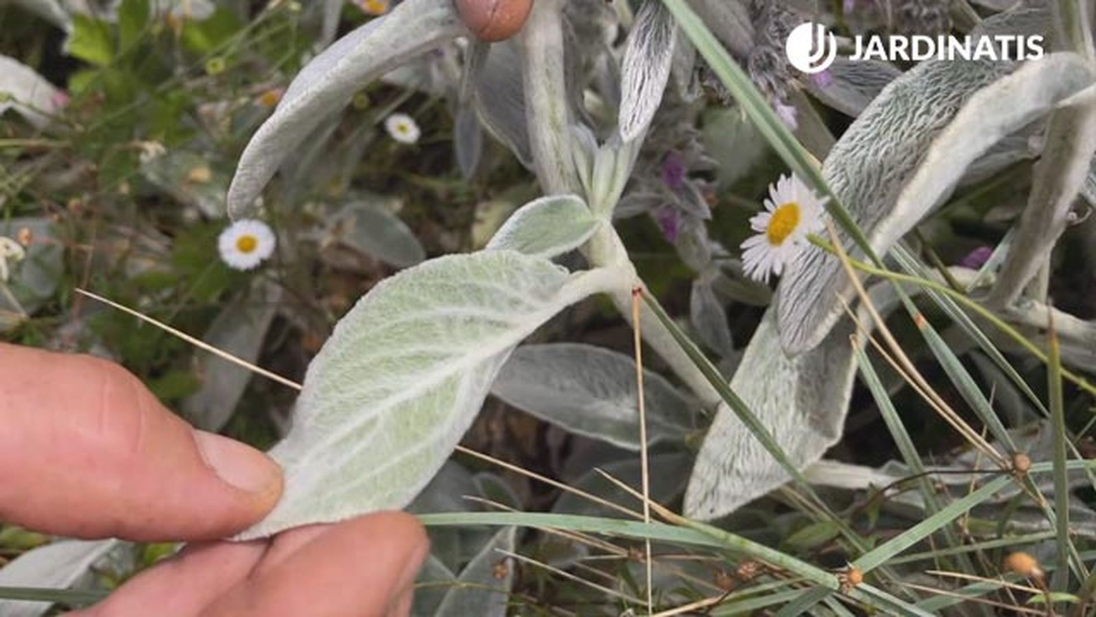 hojas stachys lanata planta decorar jardin en gris blanco xl hojas stachys lanata planta decorar jardin en gris blanco xl