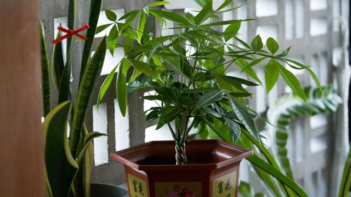 decoracion con plantas segun el feng shui