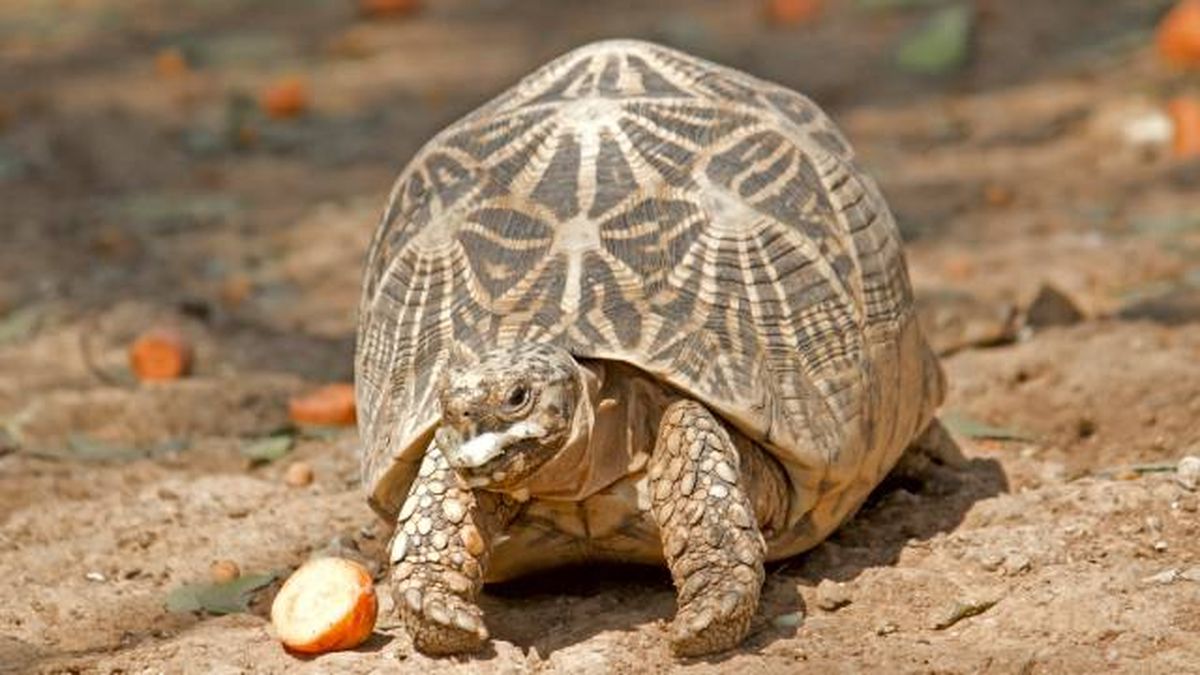 animales que empiezan por n reptiles Ninfa tortuga