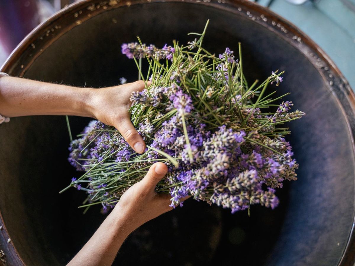 La lavanda tiene una fragancia relajante que combate el estrés y el insomnio.