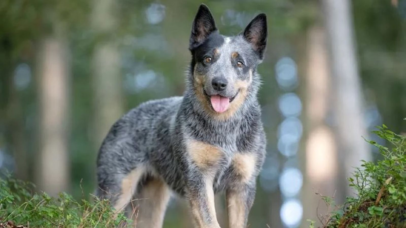 perros mas inteligentes australiano perros mas inteligentes australiano
