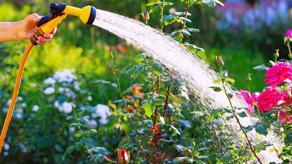 Hidrata las plantas cuando suban las temperaturas