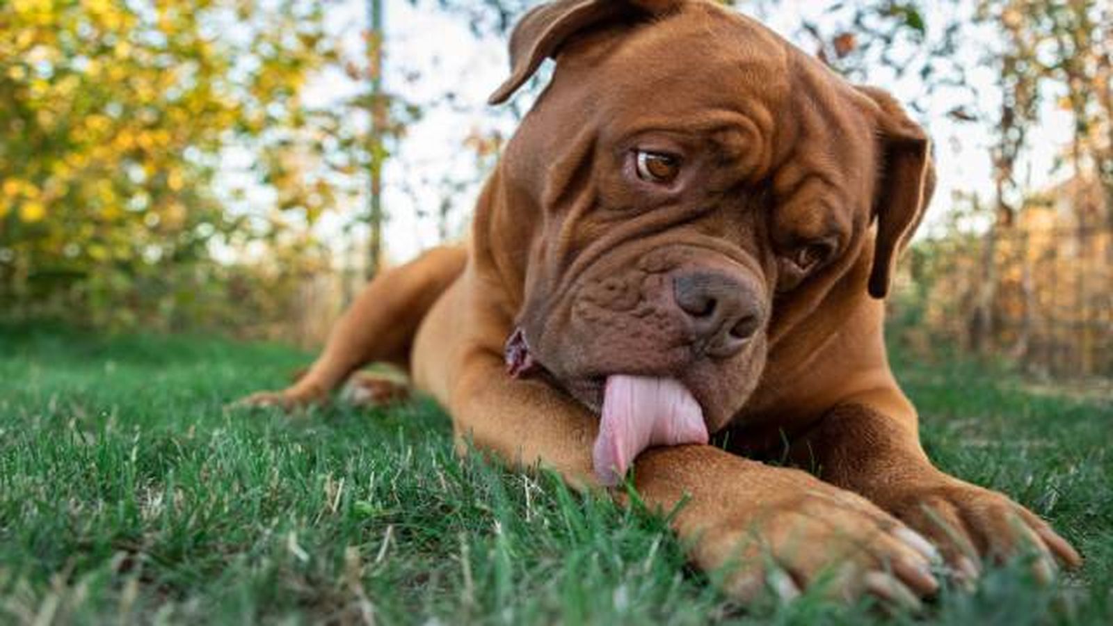 dogo de burdeos dogo de burdeos