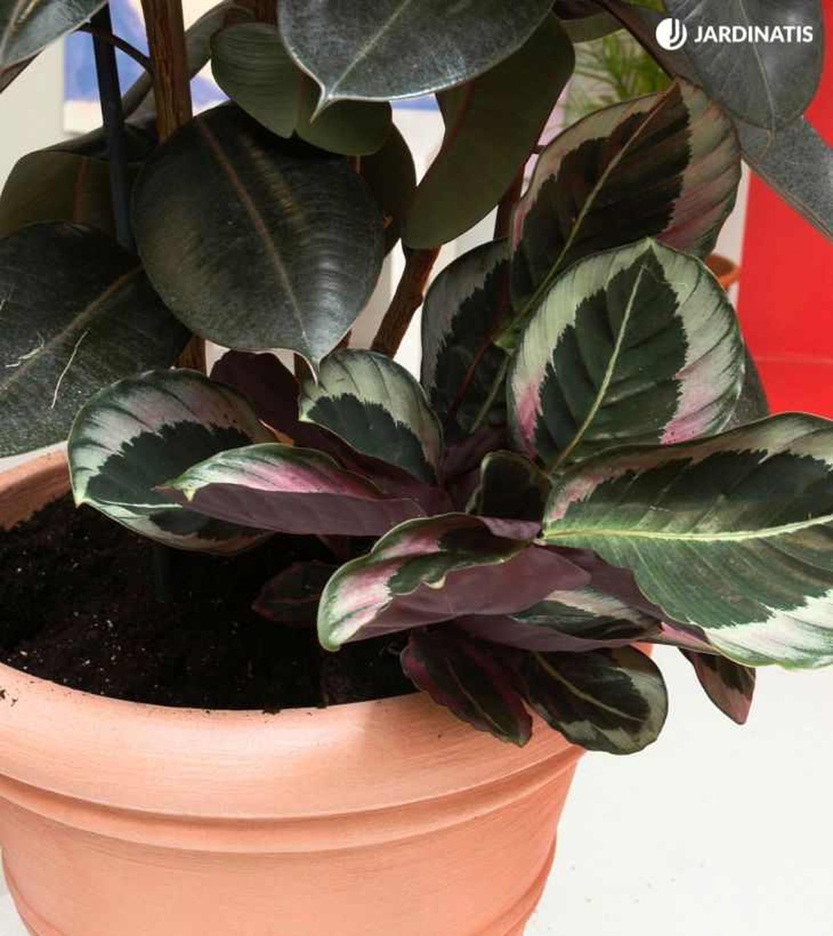 Calathea Medallion en maceta junto a Ficus robusta