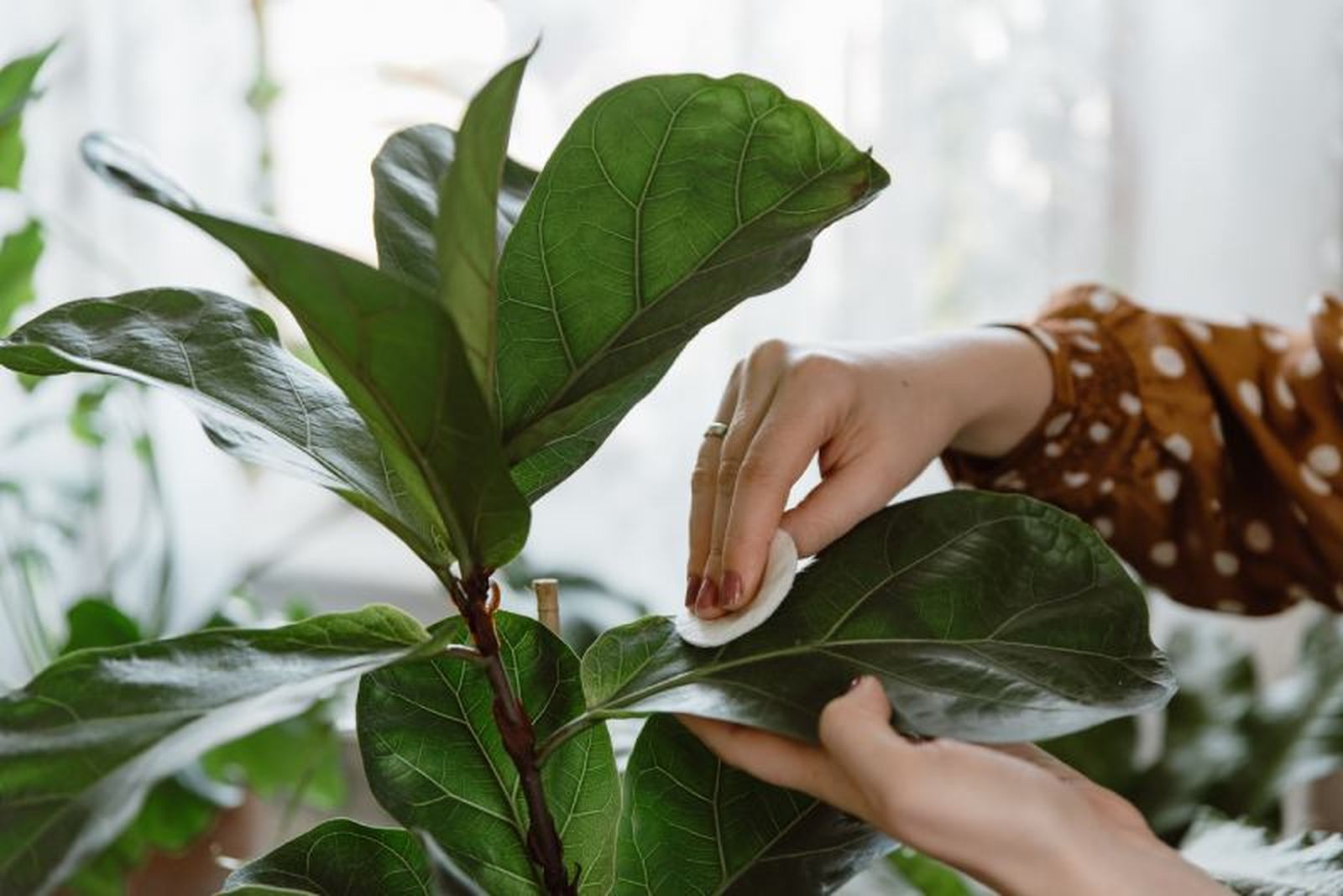 Limpiar hojas de Ficus Lyrata Limpiar hojas de Ficus Lyrata