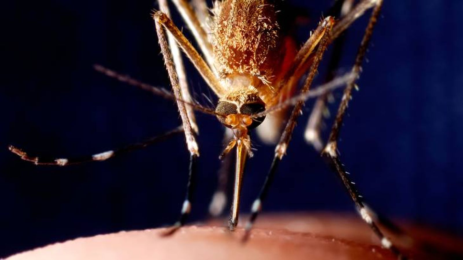 cuantos dientes tiene un mosquito peligros cuantos dientes tiene un mosquito peligros