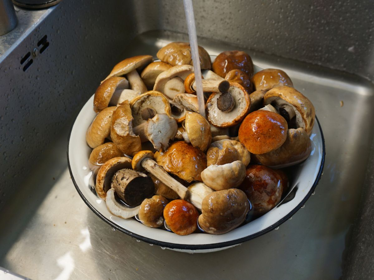 El lavado con agua, en caso de que sea necesario, debe ser rápido para evitar que las setas absorban demasiada humedad.