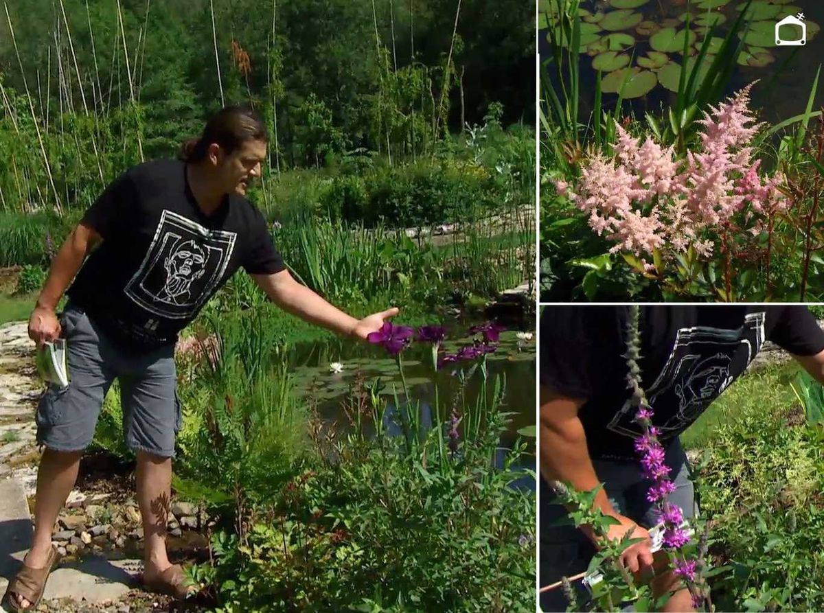Lirio japonés junto a astilbes y salicarias.