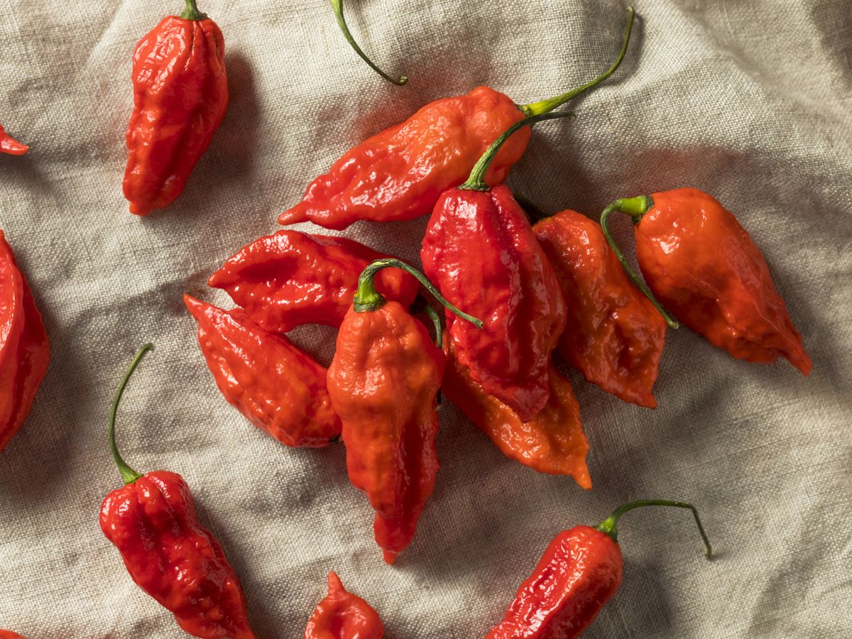 Uno de los más picantes del mundo, originario de la India; su picor es legendario.