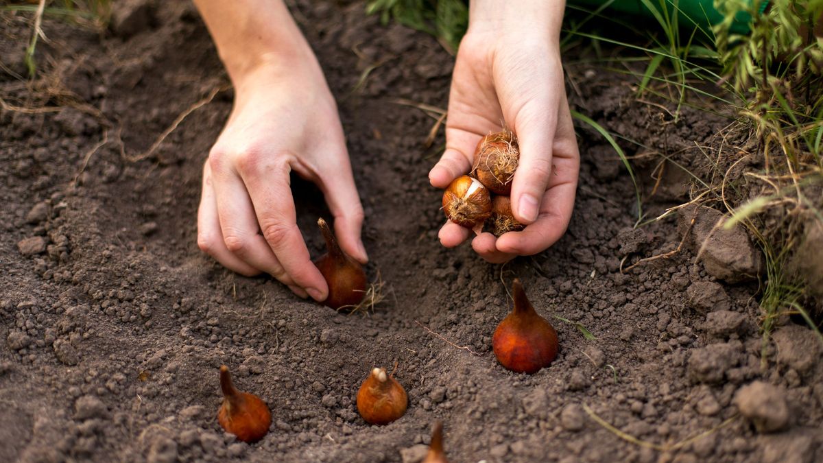 Las plantas perennes necesitan menor mantenimiento