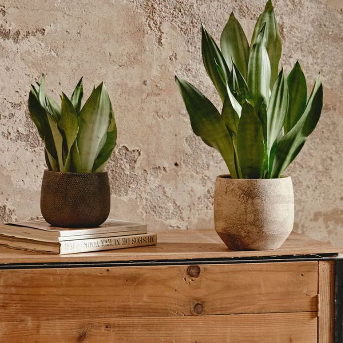 Sansevieria moonshine april plants