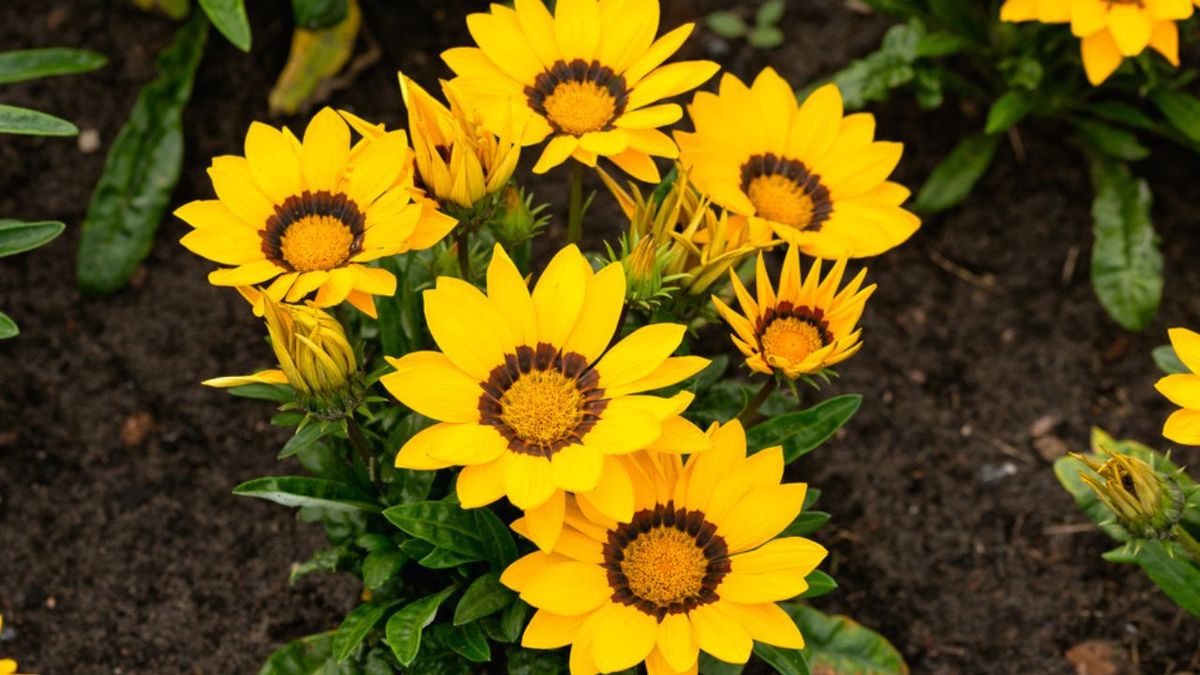 flores amarillas nombres y fotos