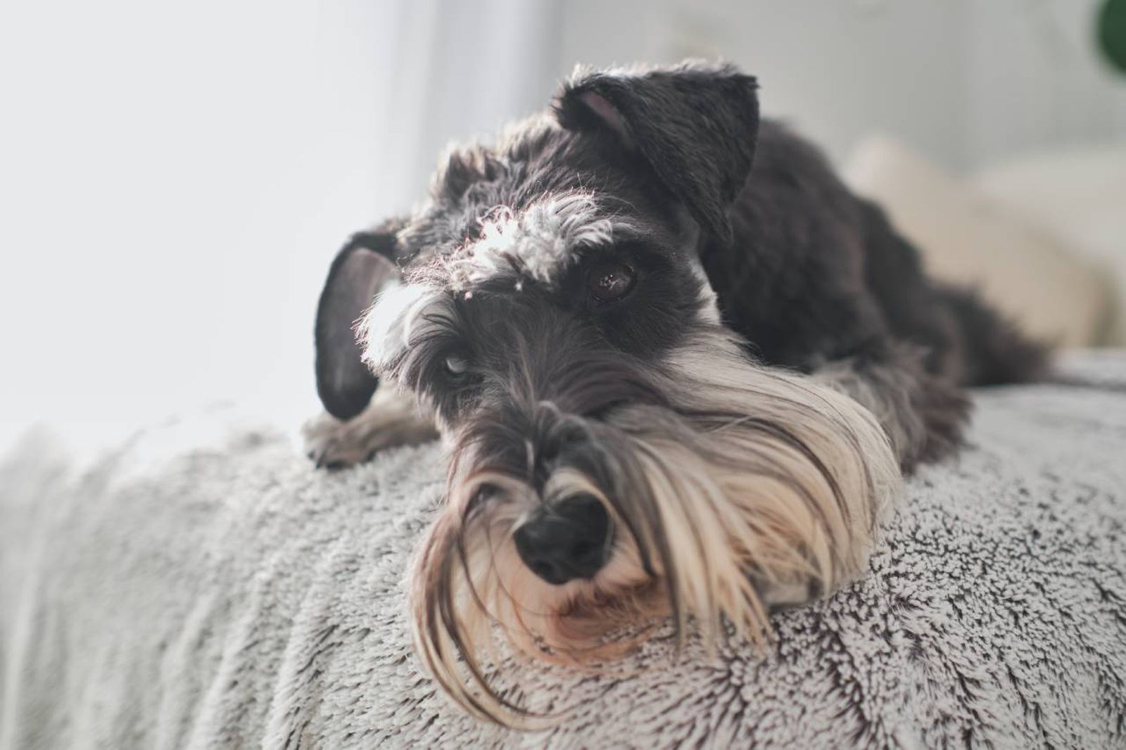 Las razas caninas de pelo duro demandan una serie de cuidados especiales.