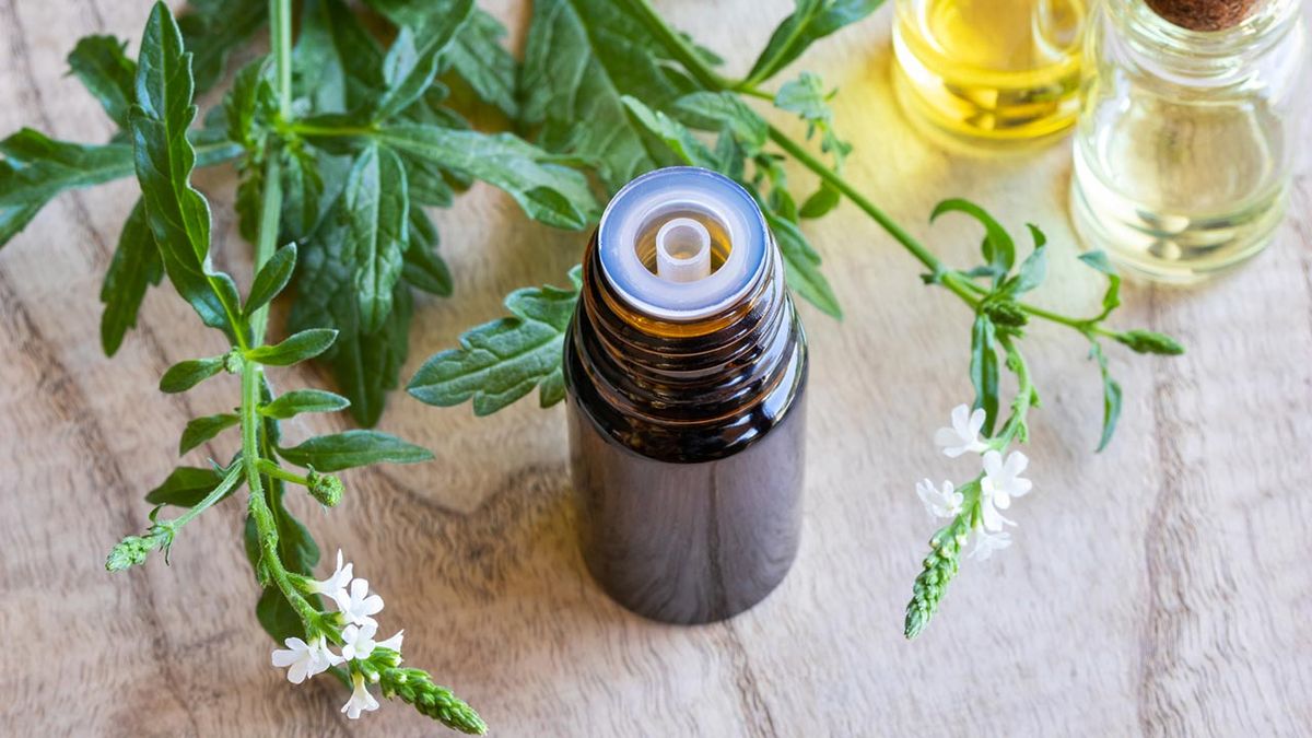 verbena planta medicinal tintura