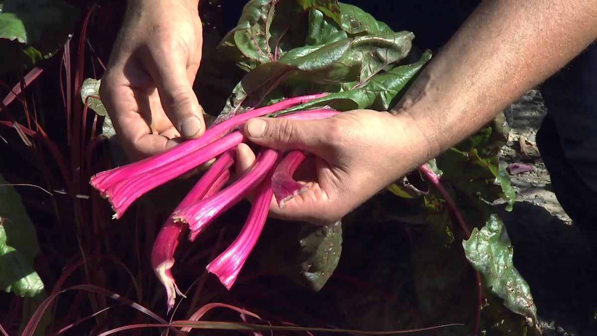 Acelgas rosas en un jardín de otoño con plantas de follaje rosa