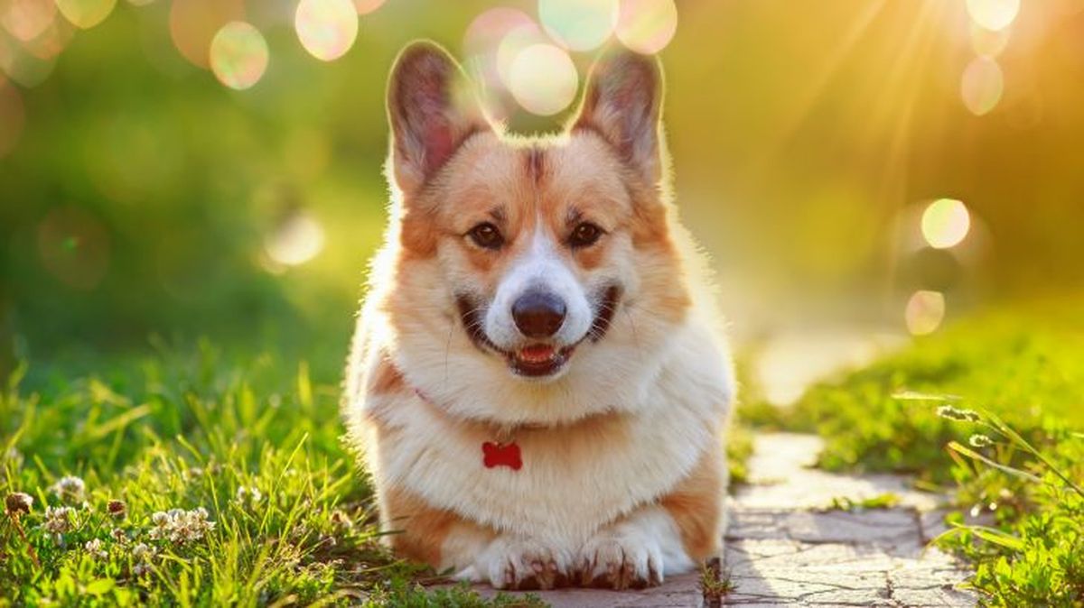 corgi gales de pembroke 14