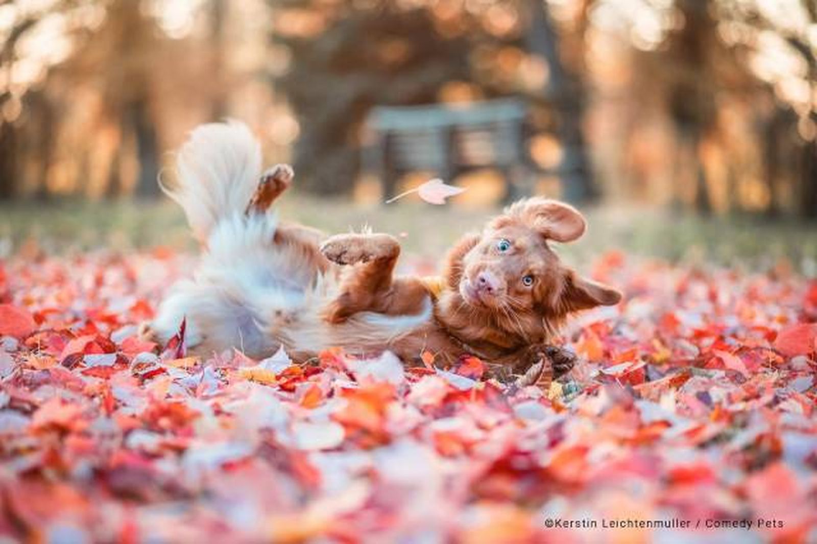 finalista24 premios fotografia Comedy Pet Photo Awards 2023