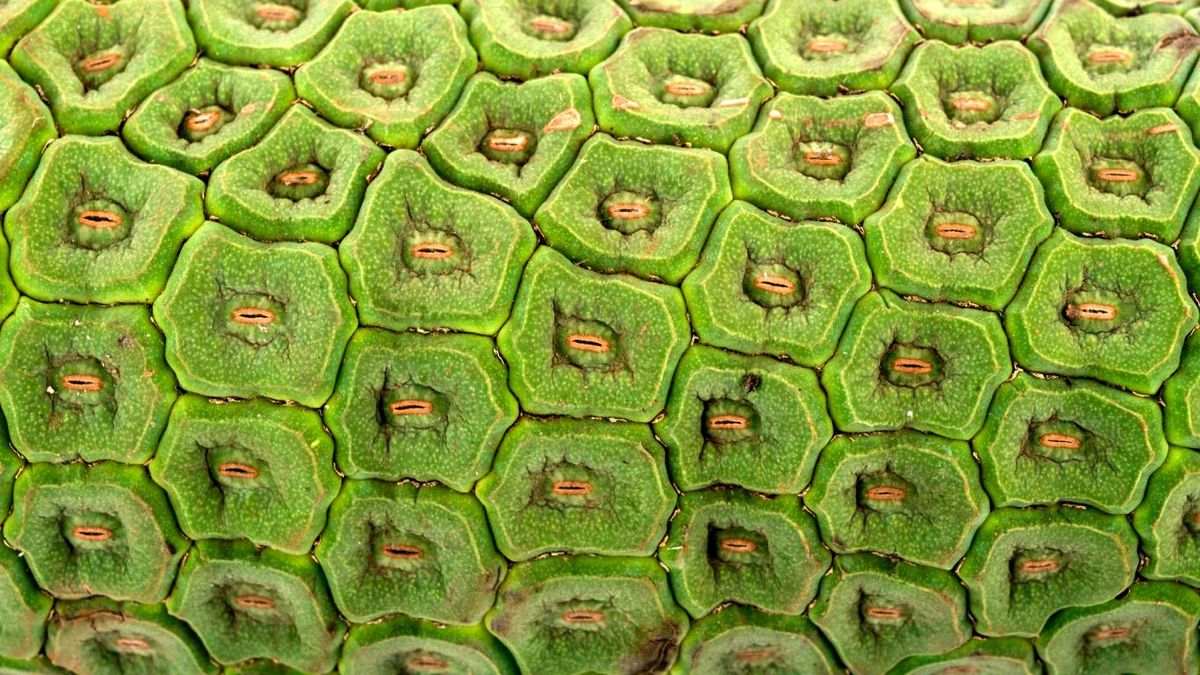 Escamas de la fruta monstera deliciosa