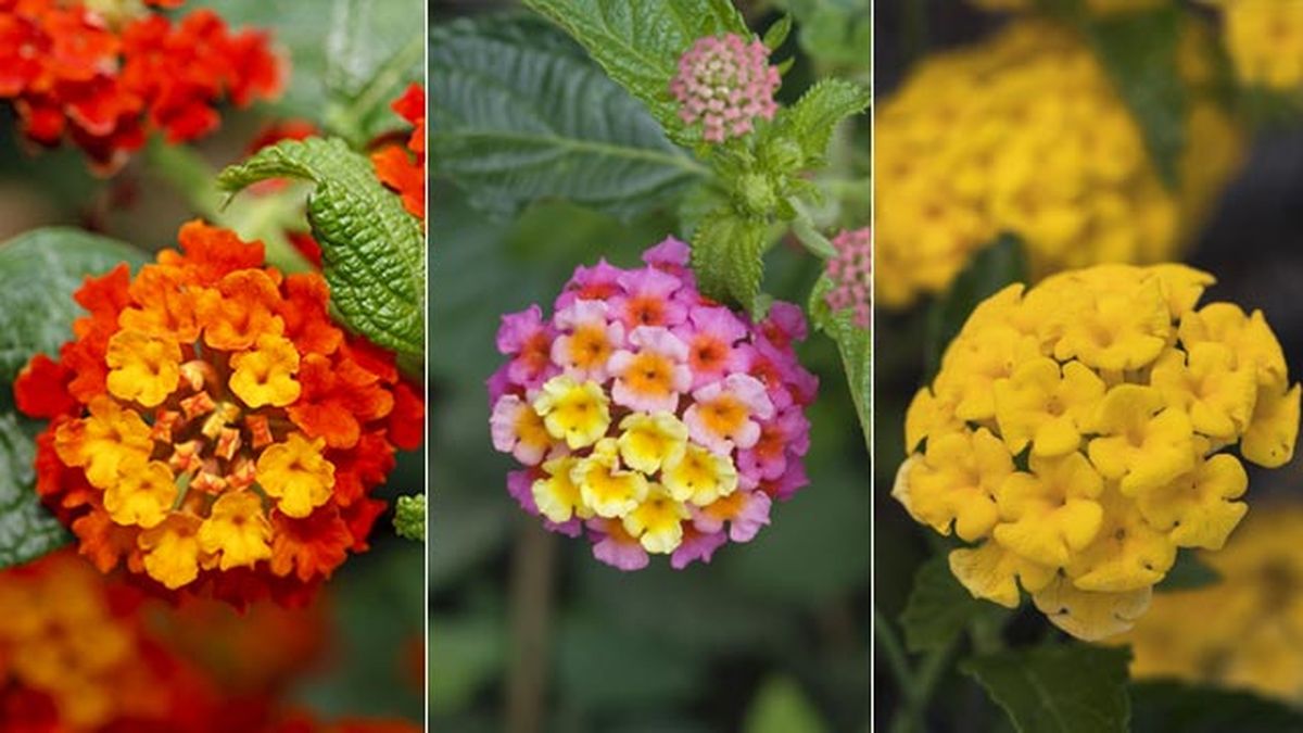 variedades de lantana sunkiss feston rose mine d or