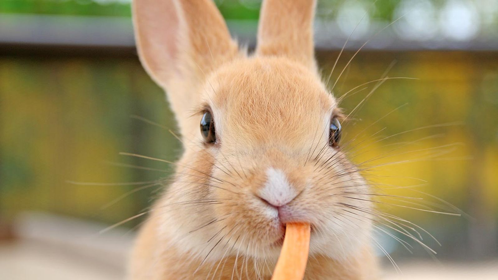 cuidados conejo mascota portada