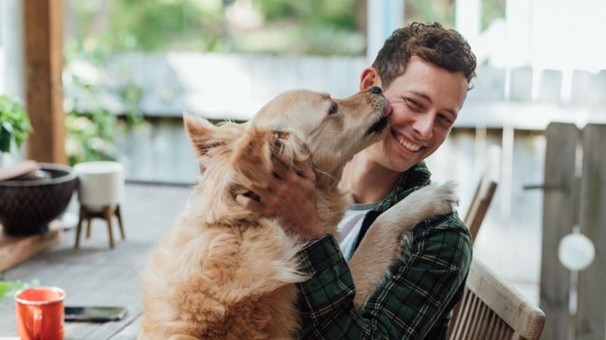 por que lamen los perros 8