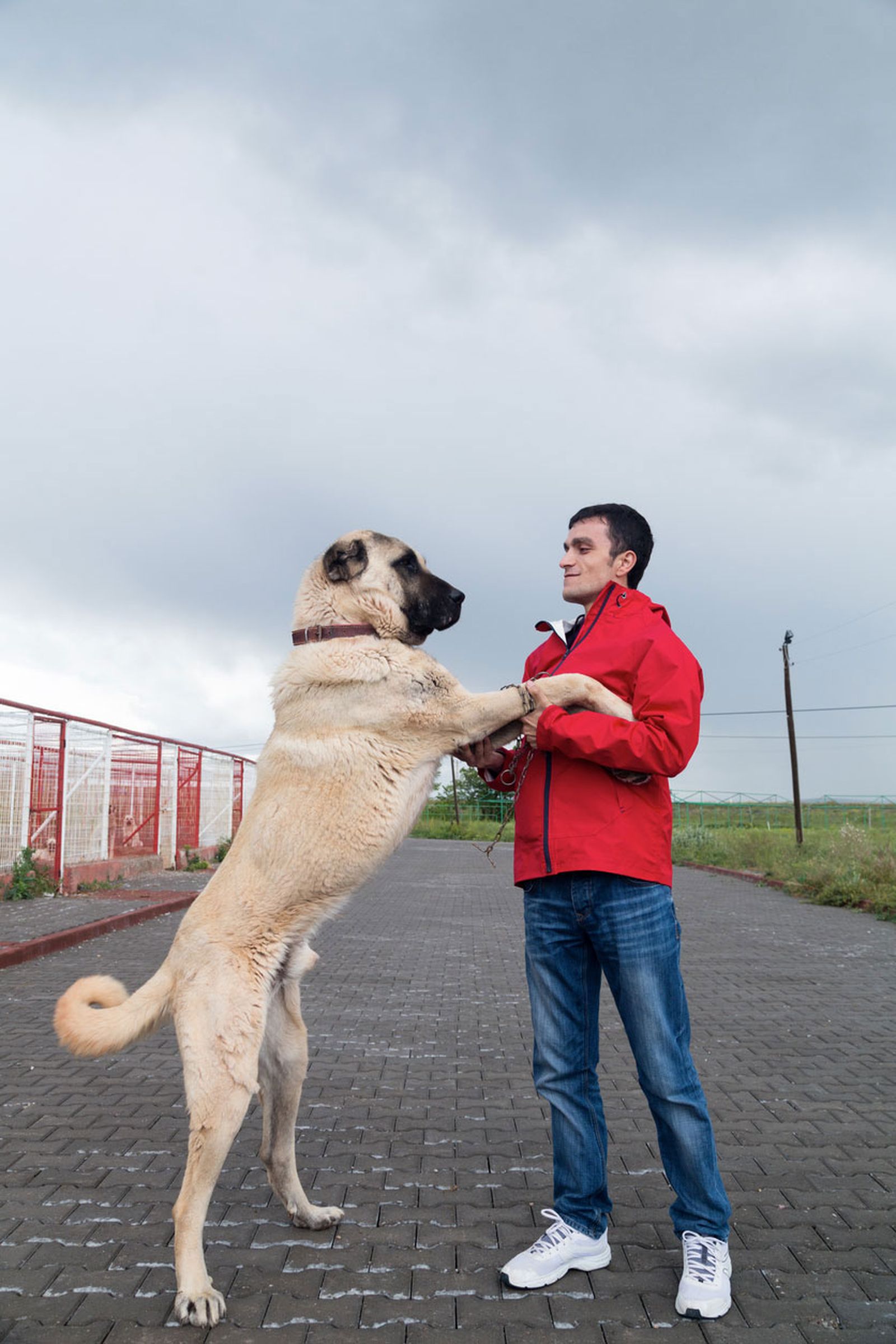 kangal turco perro de talla gigante kangal turco perro de talla gigante