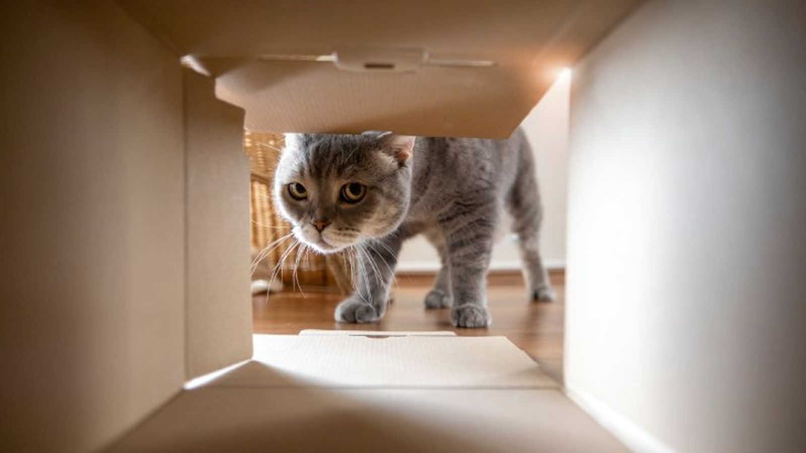 ansiedad en gatos 8 ansiedad en gatos 8