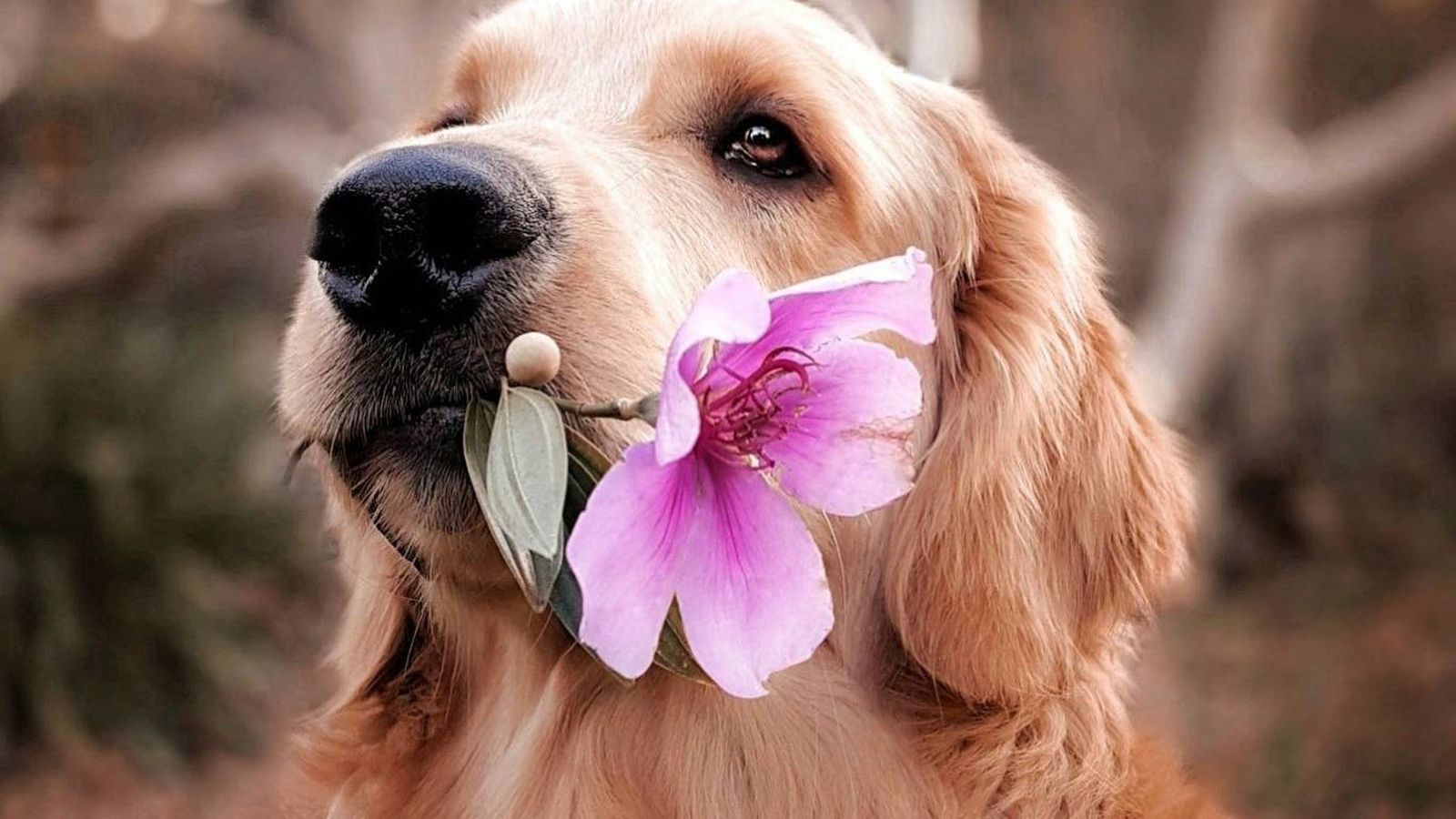 Hay fragancias naturales para perros