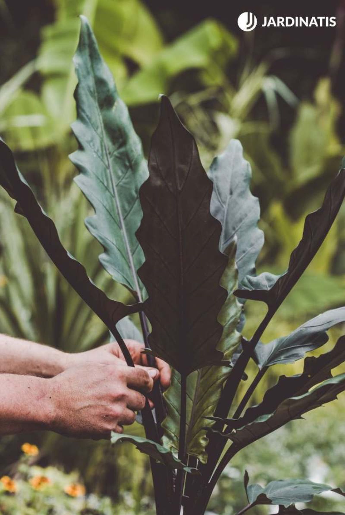 Alocasia Lauterbachina