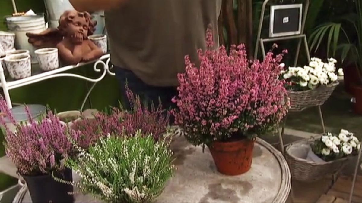 deco 458 brezos en otono