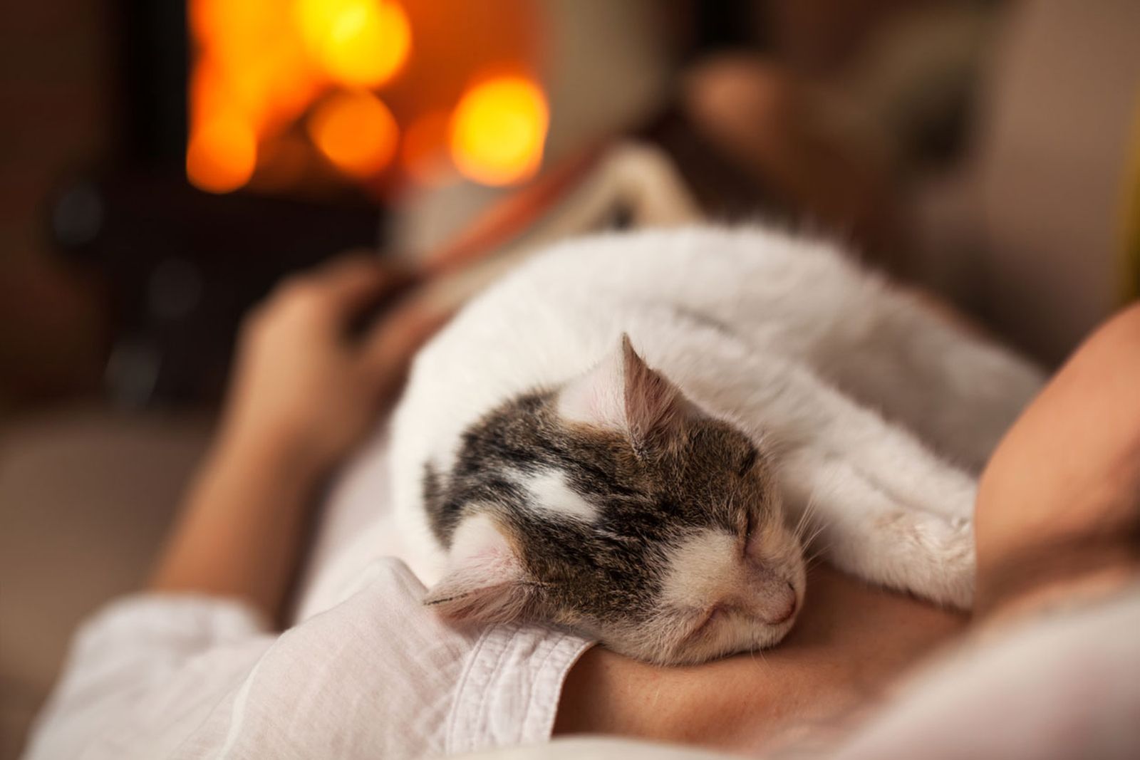 resfriados personas perros contagiar gato resfriados personas perros contagiar gato