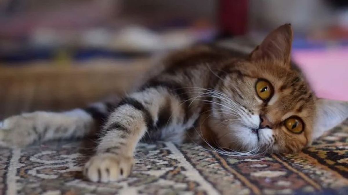 nombres egipcios para gatos 5