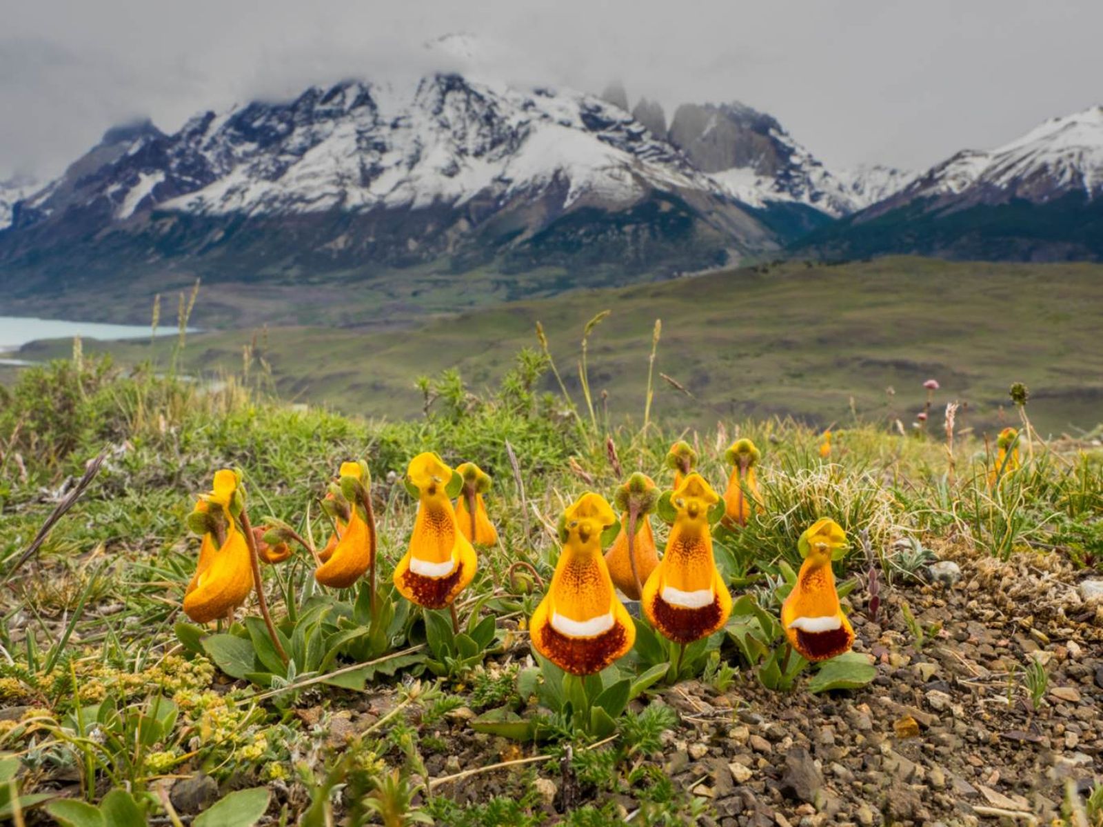 Calceolaria uniflora. Calceolaria uniflora.