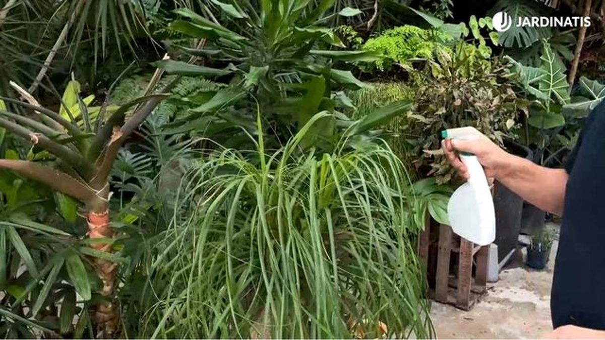 evitar eliminar plagas y enfermedades plantas de interior jardinatis 22 26