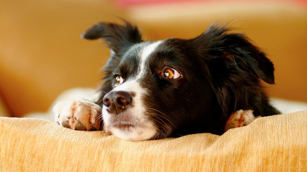 trastornos emocionales perros portada