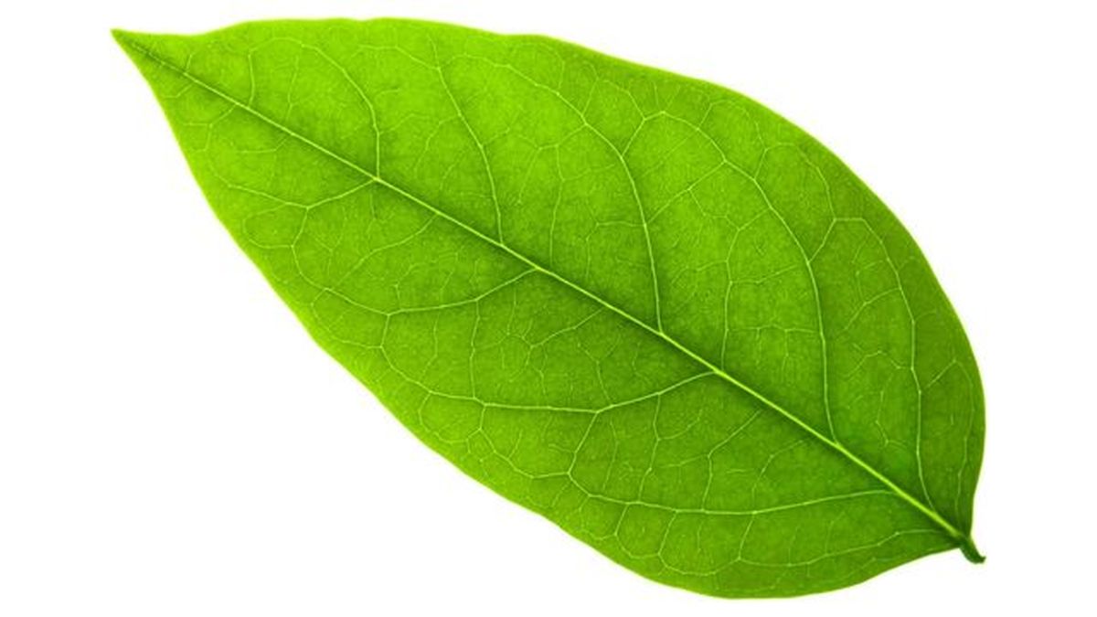 partes de un arbol hoja